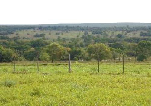 Fazenda Periquitos - Tres Lagoas, MS