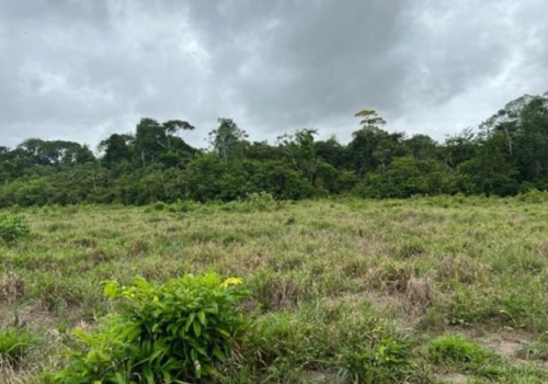 Avaliação de fazenda para projeto de venda de créditos de carbono no Pará